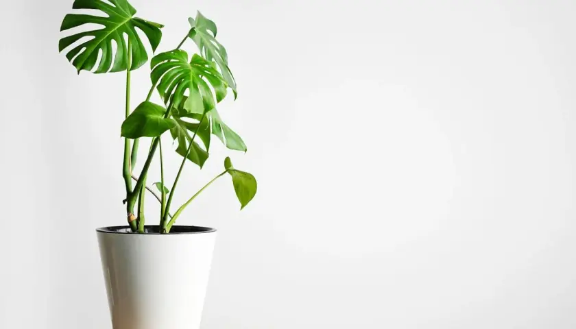 Monstera w białej donicy, idealne warunki dla tej rośliny to jasne, rozproszone światło.
