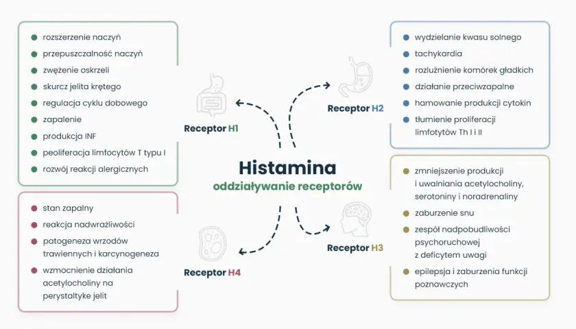 Schemat przedstawiający oddziaływanie histaminy na receptory H1, H2, H3, H4 i ich skutki.