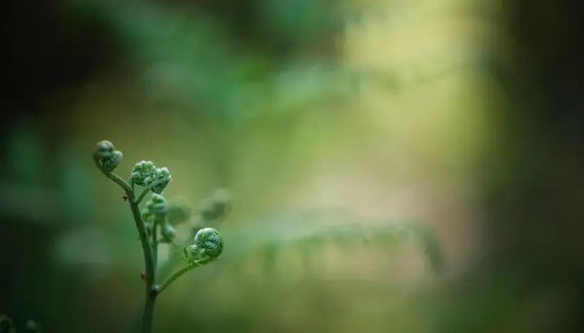 Młode pędy paproci, niczym zwinięte w kłębek kwiaty paproci, rozwijają się w zielonym lesie.