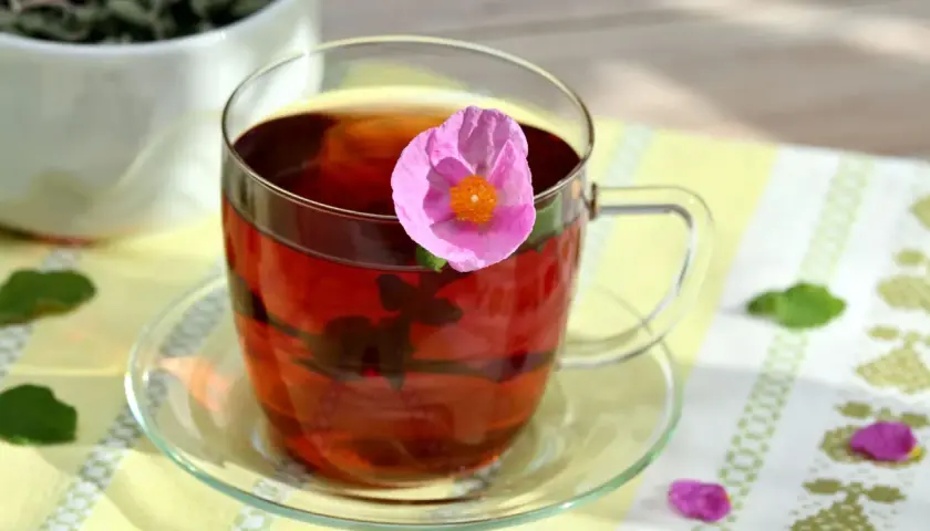 Ein Glas Cistus Tee mit einer rosa Blüte. Ideal für alle, die auf natürliche Weise abnehmen möchten.
