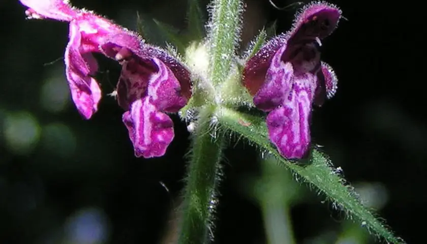 Zwei violette Blüten des Wald-Ziest, bedeckt mit Tautropfen, ragen aus einem behaarten Stiel.
