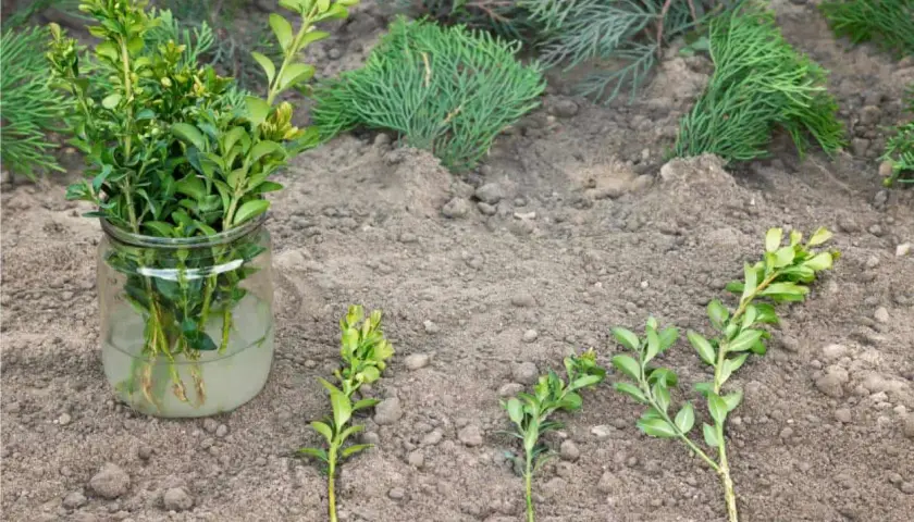 Rami di bosso in un barattolo d'acqua e altri pronti per la riproduzione per talea sul terreno.