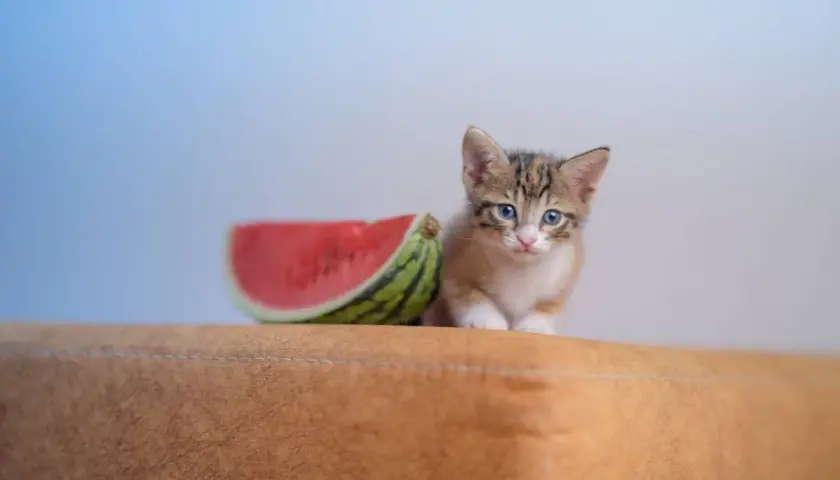 Ein süßes Kätzchen sitzt neben einem Stück Wassermelone auf einem braunen Polster.