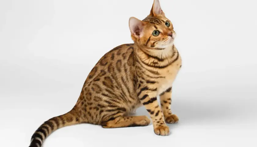 Un joven gato de bengala con pelaje moteado y ojos verdes brillantes mira hacia arriba, cautivado por algo fuera de plano.