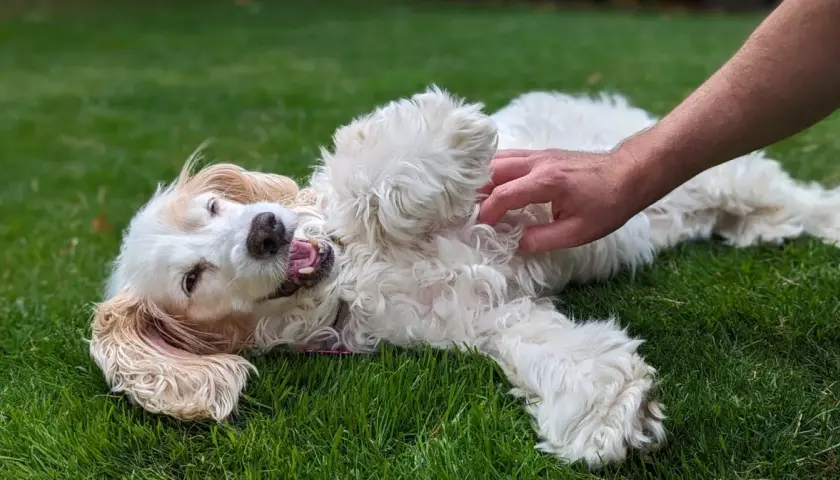Un perro blanco y esponjoso se revuelca feliz en la hierba mientras una mano le hace cosquillas en la barriga. ¡A los perros les encantan las cosquillas!
