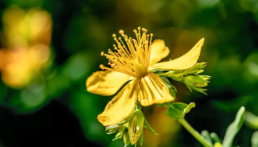Gelbe Johanniskrautblüte mit vielen Staubgefäßen. Die Pflanze ist bekannt dafür, wie wirkt Johanniskraut bei Stimmungsschwankungen.