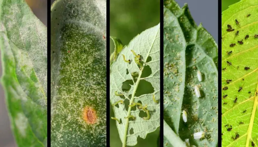 Immagini di parassiti delle piante: muffa bianca, macchie fogliari, bruchi affamati, mosche bianche e afidi neri che infestano le foglie.