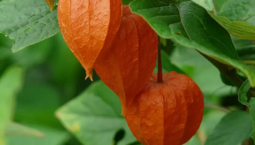 Orange Physalis-Laternen hängen reif am Strauch. Bald ist Zeit, diese schönen Früchte zu ernten.