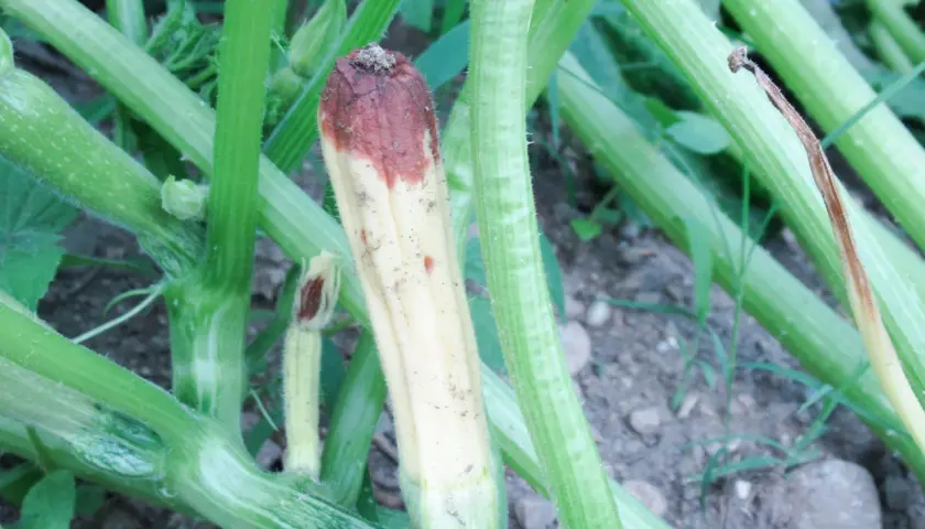 Zucchina con marciume apicale, un sintomo comune di virosi zucchine. La parte superiore è brunita e secca.