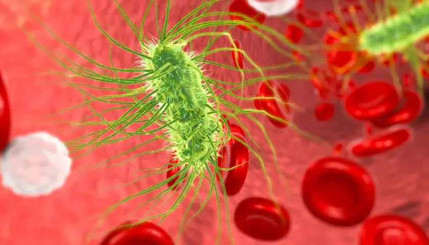 Bakteria escherichia coli w moczu, otoczona czerwonymi krwinkami.