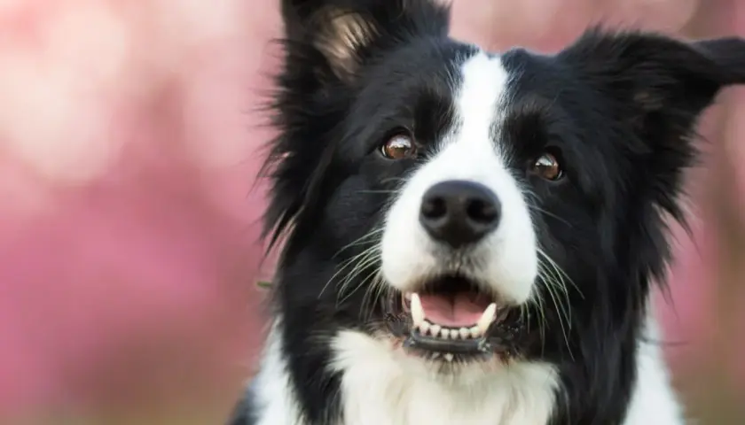 Border Collie sonriente, ideal para nombres como "Rayo" o "Luna".
