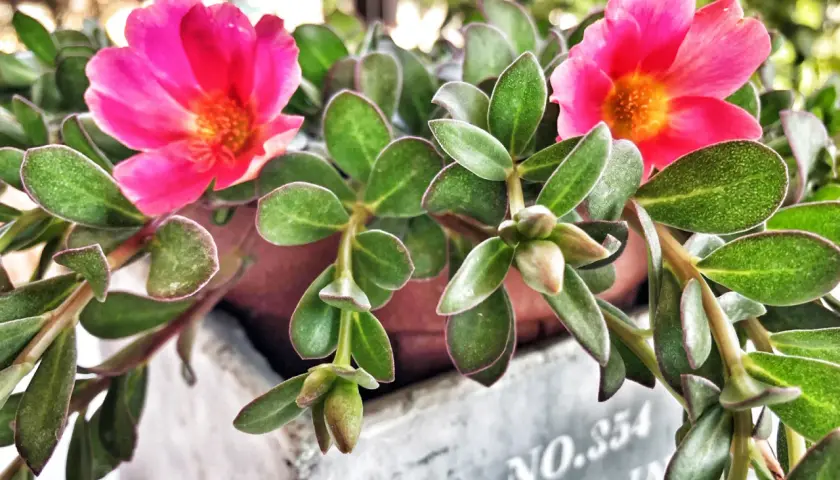 Due splendidi fiori di portulaca rosa acceso con un centro arancione brillano tra le foglie verdi succulente.