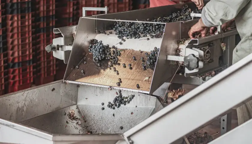 Uve scure cadono in un macchinario, parte del processo di macerazione carbonica per quali vini.