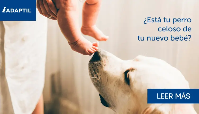 Un perro mira con curiosidad los pies de un bebé. ¿Está tu perro celoso de tu nuevo bebé?