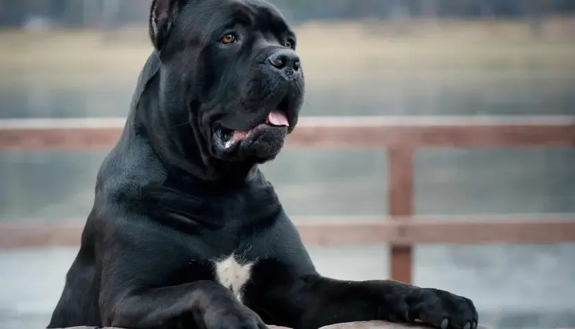 Potężny czarny cane corso, imponujący wzrostem, opiera się o drewniane słupki.