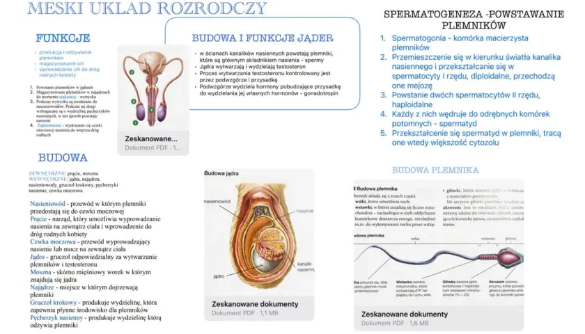 Schemat męskiego układu rozrodczego: budowa jąder, powstawanie plemników (spermatogeneza) i budowa plemnika.