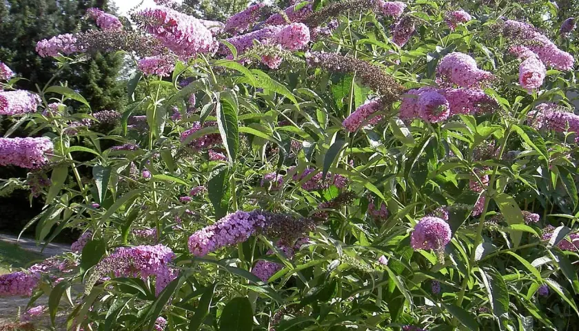 En buske med lila blommor, en riktig benved på stam som lockar fjärilar.