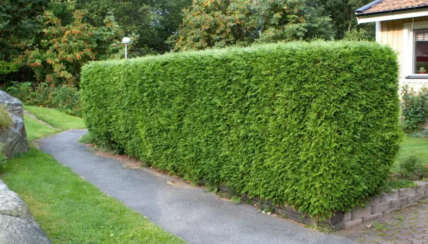 En tät, grön häck av thuja brabant kantas av en slingrande gångväg. Bakom häcken syns träd med röda bär och ett gult hus.