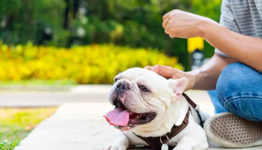 Französische Bulldogge hechelt stark, ein Zeichen für Überhitzung. Achte auf Anzeichen von **Hitzschlag Hund** und biete Wasser an.