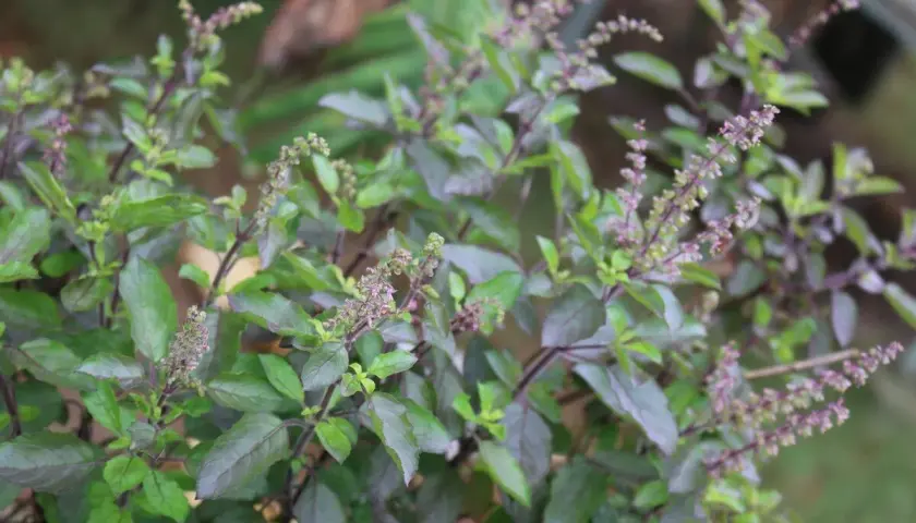 Un primo piano di una rigogliosa tulsi pianta con foglie verdi e viola e piccoli fiori viola.