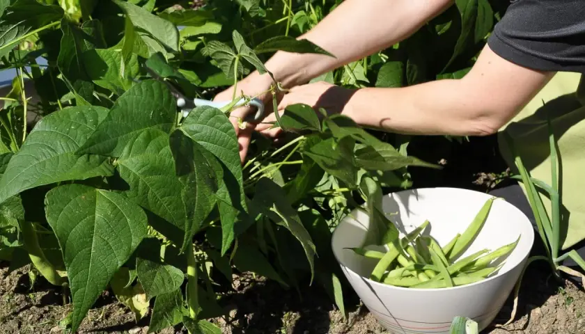 Hände ernten frische buschbohnen im hochbeet. Eine Schüssel füllt sich mit den grünen Bohnen.