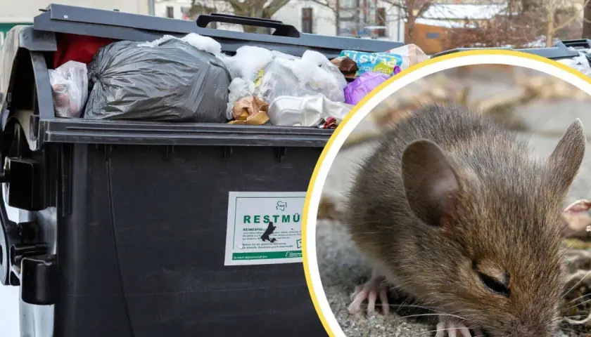 Maus nähert sich Mülltonne mit Schnee und Müll. Die Entsorgung von tote Taube ist hier nicht das Thema, aber die Maus sucht nach Futter.