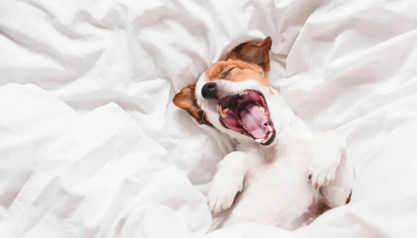 A Jack Russell terrier yawns widely on a white duvet. Why do dogs yawn? It's not just tiredness; it can signal stress or a need for calm.