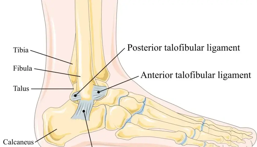 Anatomia stawu skokowego: tibia, fibula, talus, calcaneus i więzadła: anterior talofibular, posterior talofibular, calcaneofibular poniżej stawu skokowego.