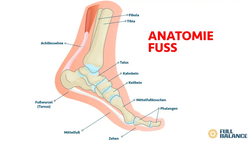 Anatomie des Fußes: Darstellung der Knochen des Tarsus, Mittelfußes und der Zehen, inklusive Tibia, Fibula und Achillessehne.