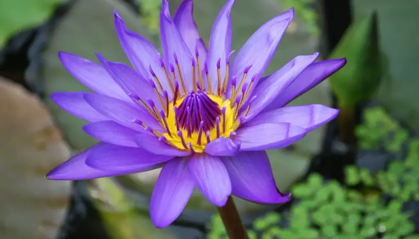 Eine violette Seerose blüht im Teich. Sie ist eine von vielen winterharten Teichpflanzen, die auch im Herbst noch Farbe in den Garten bringen.