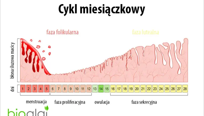 Kiedy zaczyna się cykl miesiączkowy? Licz i zrozum swoje ciało!