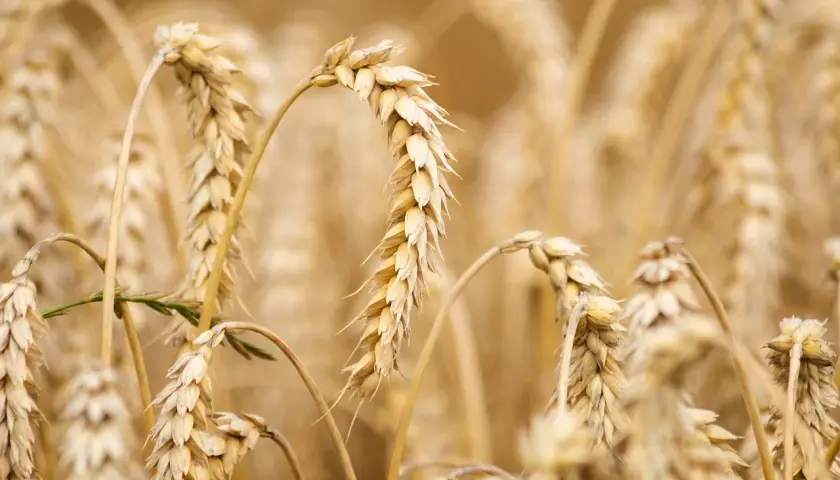 Épis de blé dorés, certains courbés, prêts pour la récolte. L'ergot du blé, une menace pour les moissons, est absent de ce champ sain.