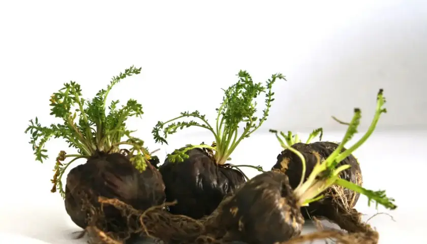 Tre radici di maca nera con germogli verdi. Informati sulle maca nera controindicazioni prima dell'uso.
