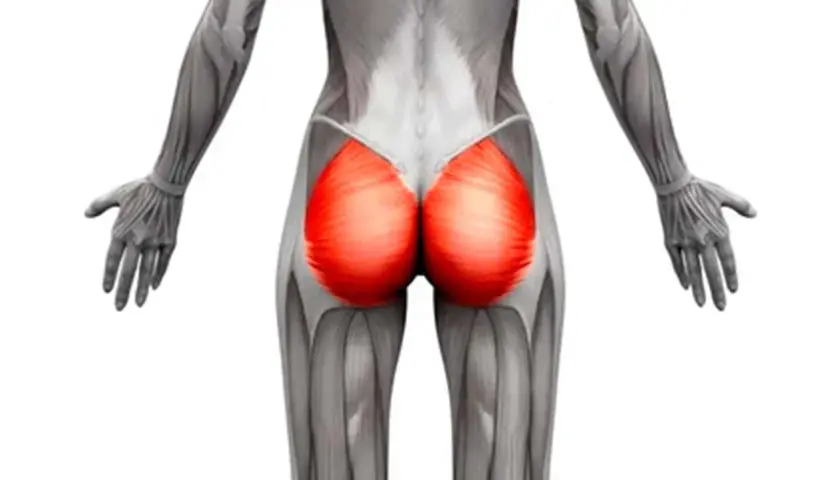Anatomía del glúteo mayor, que es cual es el musculo mas grande del cuerpo humano.