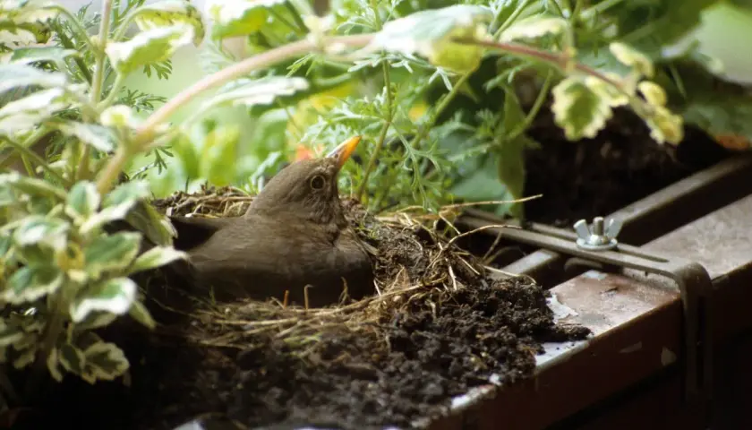 Ein Amsel-Männchen bewacht sein fitis nest, versteckt zwischen grünen Pflanzen.