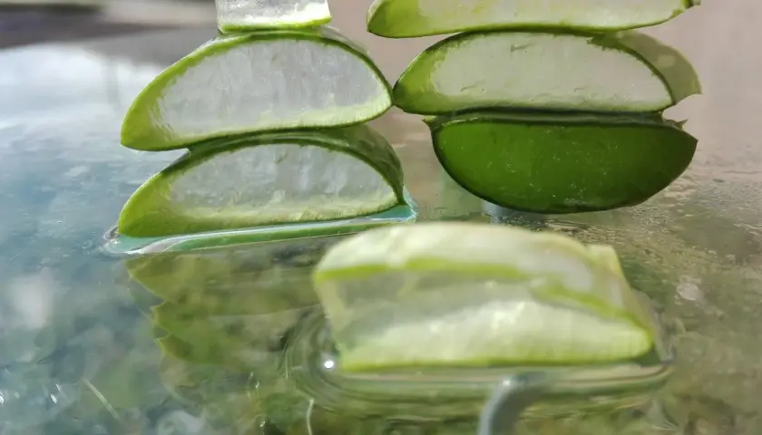 Plasterki aloesu, symbol naturalnej biostyminy, odbijają się w wodzie. Ich soczysta zieleń i biały miąższ zapowiadają odżywczą moc.