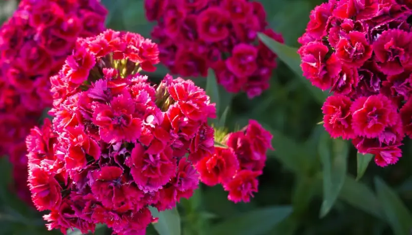 Grappes de fleurs d'œillet rouge vif, un symbole de passion et d'amour, se détachant sur un fond de verdure douce.