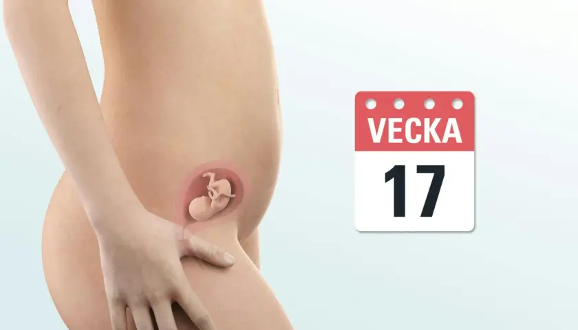 Gravid vecka 17. En illustration visar en gravid mage med en bebis i livmodern. En kalender visar "Vecka 17".