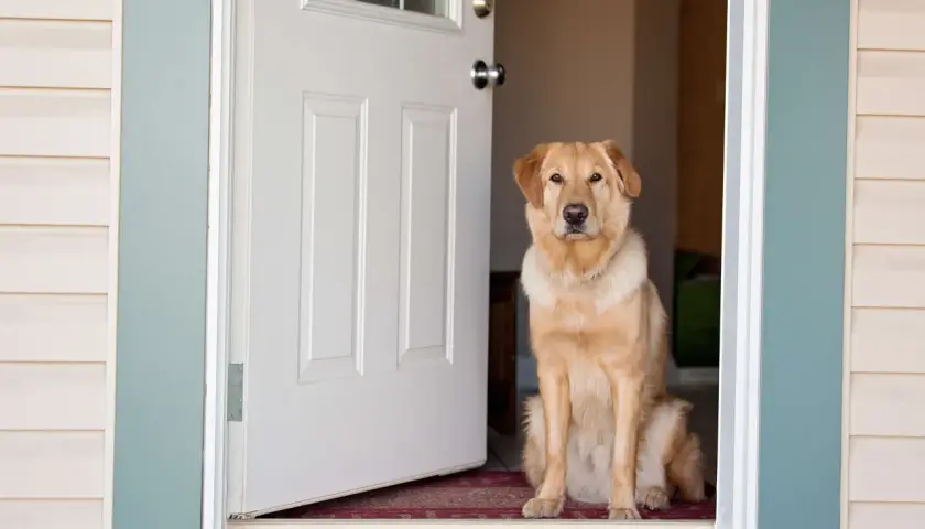 Ein goldener Retriever sitzt im Türrahmen und bellt den Besuch an.