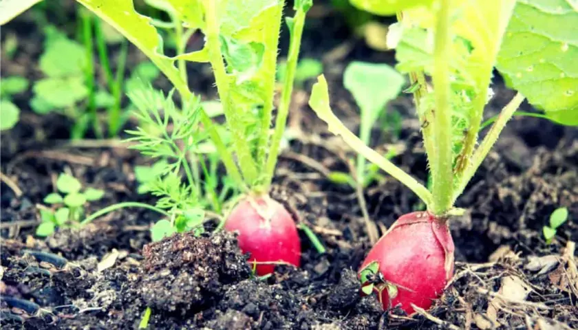 Ravanelli ortaggi rossi e tondi spuntano dalla terra fertile, pronti per essere raccolti.