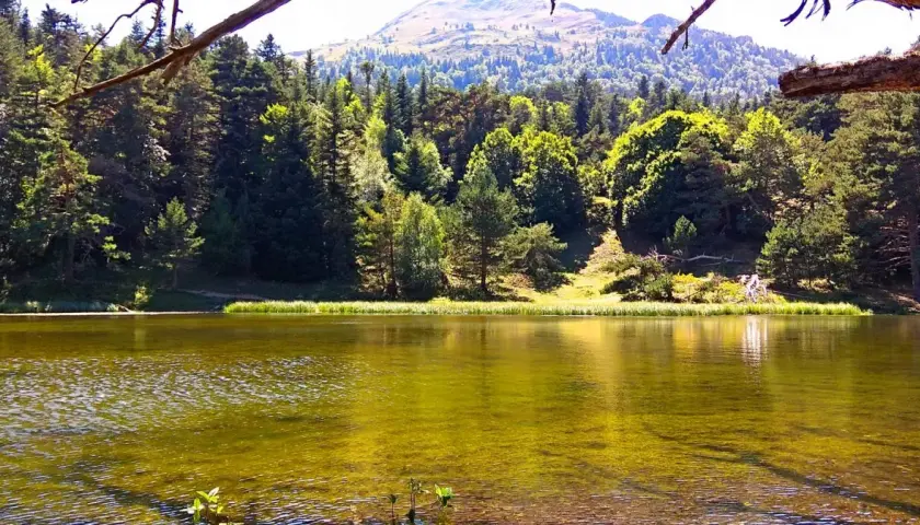 Tranquila bassa d'Oles rodeada de pinos y montañas. El agua refleja el verde intenso del bosque y el cielo azul.