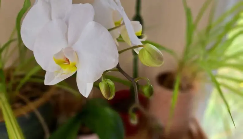 Une orchidée blanche aux pétales délicats, avec des boutons prometteurs, témoigne de la patience nécessaire pour faire refleurir une orchidée.