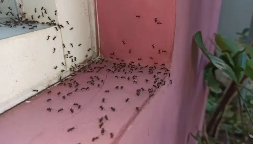 Chmara mrówek na parapecie i ścianie. Szukamy domowy sposób na mrówki, by pozbyć się intruzów.