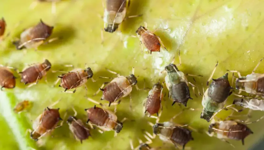 Kolonia mszyc, przypominających maleńkie, brązowe i zielone stworzonka, żeruje na zielonym liściu. To naturalny wróg roślin, ale też pożywienie dla biedronek i innych pożytecznych owadów, które mogą pomóc w walce z nimi, podobnie jak bioczos.