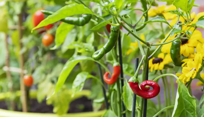 Rote und grüne Chilis reifen neben gelben Blumen. Sie sind gute Nachbarn im Kräutertopf.