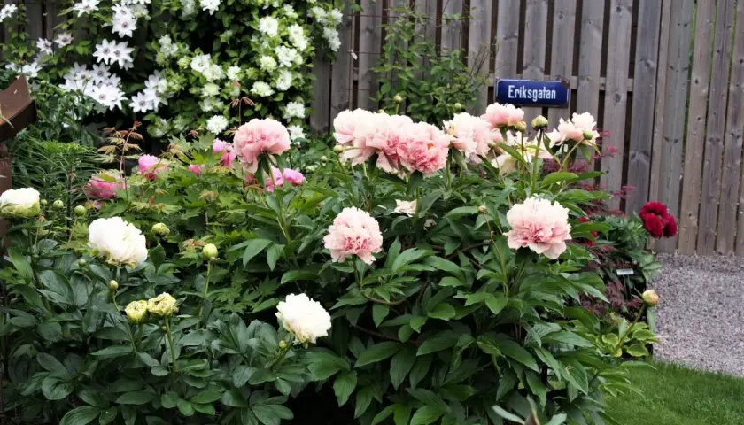 Våren är här och det är dags att plantera pion! En lummig rabatt med rosa och vita pioner blommar vackert vid en trästaket med skylten Eriksgatan.