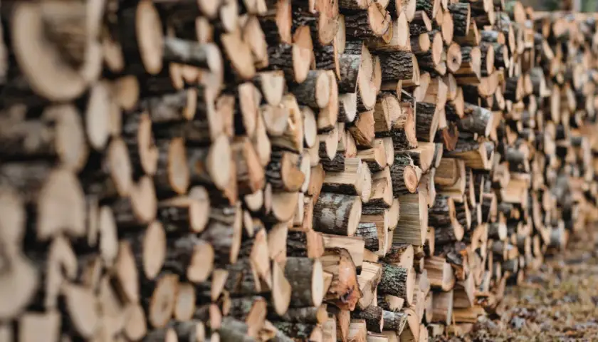 Un mur de bois de hêtre coupé, prêt pour le chauffage d'hiver. Les bûches sont empilées en rangées serrées, révélant leurs cernes et leur écorce rugueuse.
