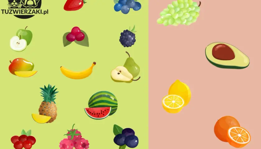 Czy pies może ananasa? Na obrazku owoce: truskawka, jabłko, mango, banan, maliny, borówki, winogrona, awokado, cytryna, pomarańcza, arbuz, gruszka, jeżyna, żurawina.
