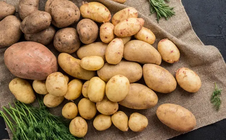 Jaką odmianę ziemniaka na frytki wybrać, aby były idealne?
