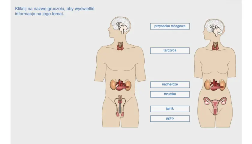 Schemat przedstawia ludzki układ hormonalny z zaznaczonymi gruczołami: przysadką mózgową, tarczycą, nadnerczami, trzustką, jajnikami i jądrami.